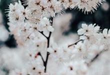 ? 9號的思維方式