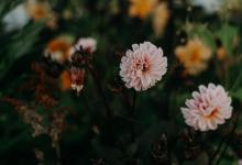 核心價值觀：物競天擇，強者生存