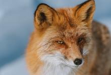 九型人格的管理風格