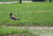 與九型配偶的相處技巧----9號