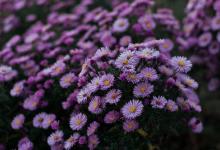 【5號伴侶】膽小又“冷淡”的愛人