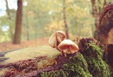 【5號】如何應對領袖型客戶