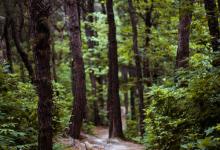 不同層級的第七型人格