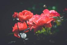 【7號營銷】如何應(yīng)對領(lǐng)袖型客戶