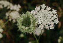 自我保存 ( SP ) 副型----1號