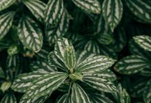 自我保存副型----4號