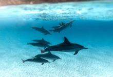 社交副型----1號