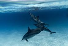 社交副型----6號