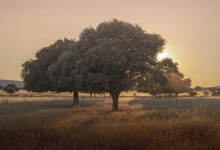 1號性格vs.6號性格：完美主義者vs.懷疑論者