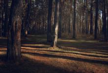 1號性格vs.9號性格：完美主義者vs.調停者