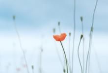 執行模式的另—種分類