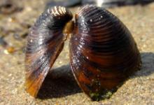 九型人格第九型（和平型）是否智商偏低？