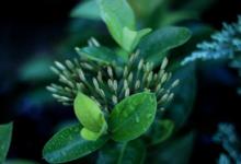 九型人格體系3號側翼