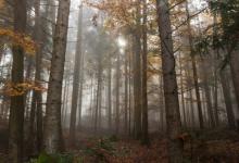 婚戀關系中的四號