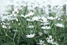 婚戀關系中的九號