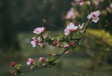 九種類型失落的碎片的特征