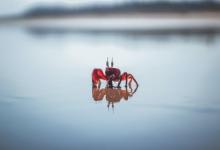 正說5w4——離經叛道的“反傳統分子”