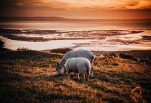 七號人在不同健康層級有什么表現？