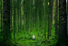 八號領袖型混合信號