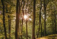 八號領袖型典型沖突