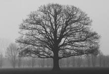 八號保護者的基本描述