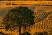 8號領袖型的真相