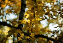 八號在工作中有待改善的地方