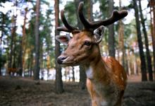 七號活躍型的閃光點