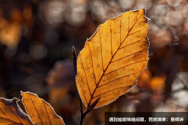 九型人格學面面觀之觀察主義