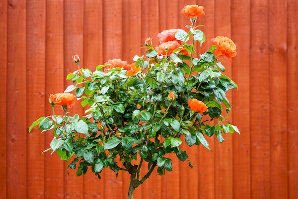 六號(hào)人物代表