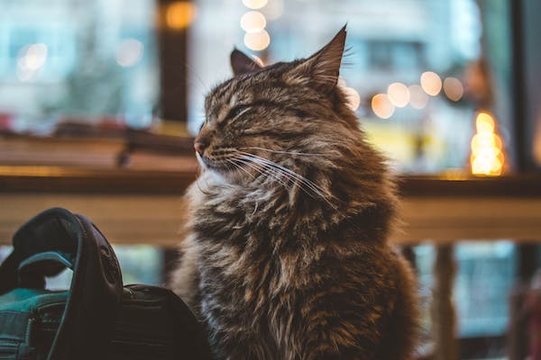 九型九號(hào)調(diào)停者關(guān)系的第二個(gè)階段：親近