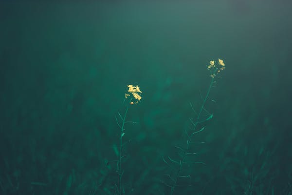 什么是Enneagram 九型人格