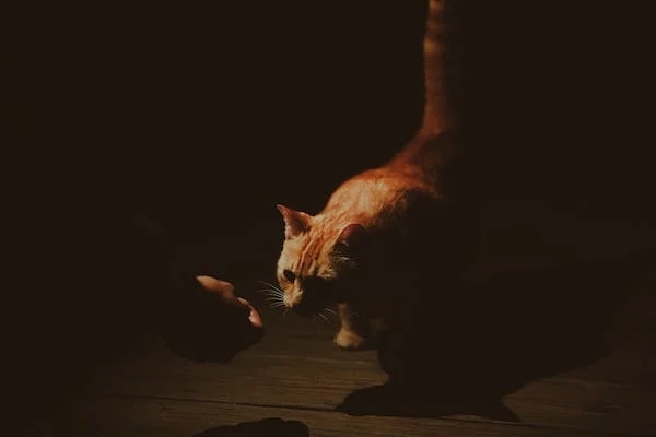 2型主型（助人者）+ 1型副型（完美主義者）