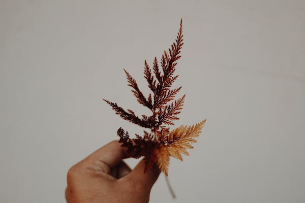 mbti人格s和n的區(qū)別