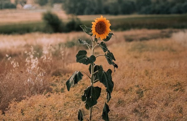 1-8-3：完美型、領袖型、成就型